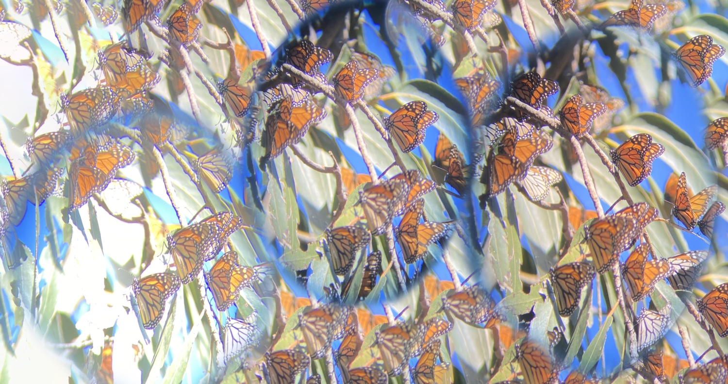 Stephanie_Comilang_Butterfly_Colage